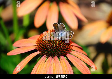 Blauer Schmetterling (Polyommatus icarus), auf violetter Zapfenblume (Echinacea purpurea) Stockfoto