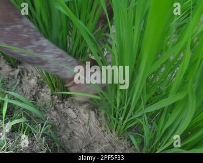 Naogaon, Bangladesch. 17. März 2023. Einheimische Bauerninnen auf Santal arbeiten während des Sonnenuntergangs auf einem Reisfeld am Stadtrand des Kornai-Dorfes im Bezirk Naogaon. (Kreditbild: © MD Mehedi Hasan/ZUMA Press Wire) NUR ZUR REDAKTIONELLEN VERWENDUNG! Nicht für den kommerziellen GEBRAUCH! Stockfoto