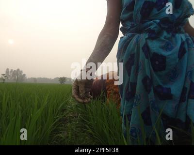 Naogaon, Bangladesch. 17. März 2023. Einheimische Bauerninnen auf Santal arbeiten während des Sonnenuntergangs auf einem Reisfeld am Stadtrand des Kornai-Dorfes im Bezirk Naogaon. (Kreditbild: © MD Mehedi Hasan/ZUMA Press Wire) NUR ZUR REDAKTIONELLEN VERWENDUNG! Nicht für den kommerziellen GEBRAUCH! Stockfoto