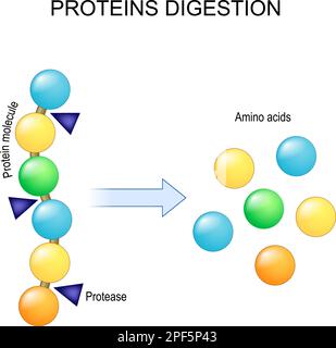 Eiweissverdauung. Enzyme Proteasen sind die Verdauung, die das Protein in einzelne Aminosäuren aufspaltet, die ins Blut resorbiert werden. Vektordarstellung Stock Vektor