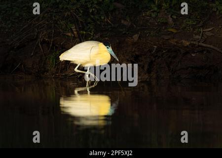 Ein Kappenreiher (Pilherodius pileatus) aus Nord-Pantanal, Brasilien Stockfoto