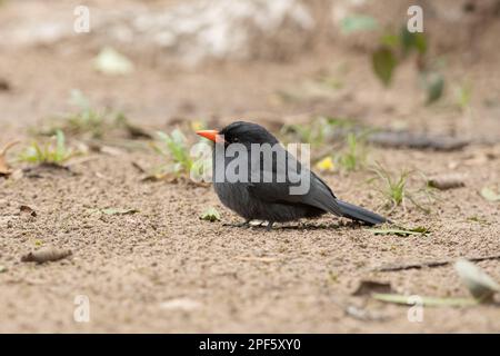 Ein Nunbird mit schwarzer Front (Monasa nigrifrons) auf dem Boden, North Pantanal, Brasilien Stockfoto