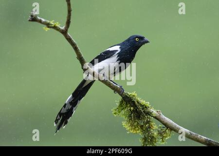 Ein Magpie Tanager (Cissopis leverianus) aus dem Atlantischen Regenwald Südbrasiliens Stockfoto