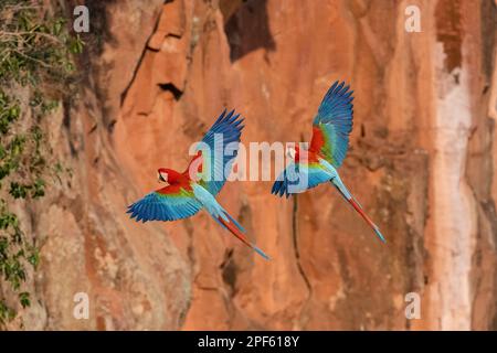 Ein Paar rote und grüne Macaws (Ara chloropterus) im Flug, Zentralbrasilien Stockfoto