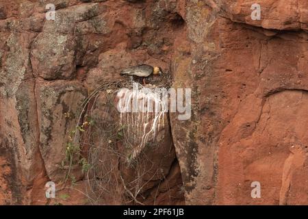 Ein Buff-Nacken-Ibis (Theristicus caudatus), das auf einer vertikalen Sandsteinwand in Mittelbrasilien nistet Stockfoto