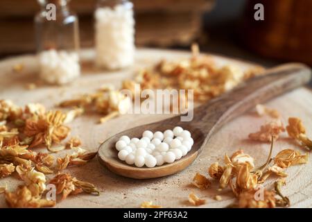 Homöopathische Globula auf einem Holzlöffel auf einem Tisch Stockfoto