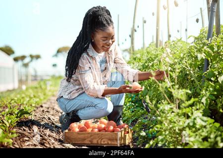 Glücklicher Bauer, der Tomaten erntet. Ein afroamerikanischer Bauer, der eine Tomate ansieht. Junglandwirte, die rohe, reife Tomaten ernten. Landwirte, die Bio ernten Stockfoto