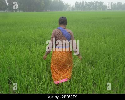 Naogaon, Bangladesch. 17. März 2023. Einheimische Bauerninnen auf Santal arbeiten während des Sonnenuntergangs auf einem Reisfeld am Stadtrand des Kornai-Dorfes im Bezirk Naogaon. (Kreditbild: © MD Mehedi Hasan/ZUMA Press Wire) NUR ZUR REDAKTIONELLEN VERWENDUNG! Nicht für den kommerziellen GEBRAUCH! Stockfoto