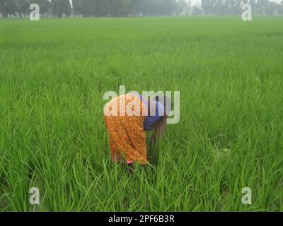 Naogaon, Bangladesch. 17. März 2023. Einheimische Bauerninnen auf Santal arbeiten während des Sonnenuntergangs auf einem Reisfeld am Stadtrand des Kornai-Dorfes im Bezirk Naogaon. (Kreditbild: © MD Mehedi Hasan/ZUMA Press Wire) NUR ZUR REDAKTIONELLEN VERWENDUNG! Nicht für den kommerziellen GEBRAUCH! Stockfoto