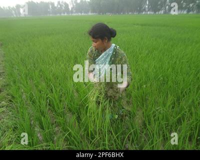 Naogaon, Bangladesch. 17. März 2023. Einheimische Bauerninnen auf Santal arbeiten während des Sonnenuntergangs auf einem Reisfeld am Stadtrand des Kornai-Dorfes im Bezirk Naogaon. (Kreditbild: © MD Mehedi Hasan/ZUMA Press Wire) NUR ZUR REDAKTIONELLEN VERWENDUNG! Nicht für den kommerziellen GEBRAUCH! Stockfoto