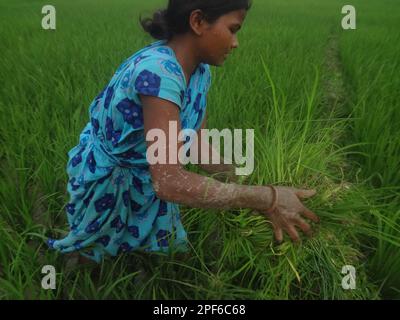 Naogaon. 17. März 2023. Einheimische Bauerninnen auf Santal arbeiten während des Sonnenuntergangs auf einem Reisfeld am Stadtrand des Kornai-Dorfes im Bezirk Naogaon. (Kreditbild: © MD Mehedi Hasan/ZUMA Press Wire) NUR ZUR REDAKTIONELLEN VERWENDUNG! Nicht für den kommerziellen GEBRAUCH! Stockfoto