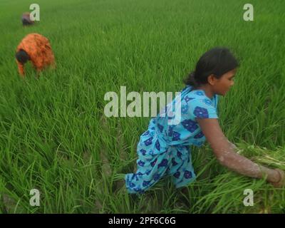 Naogaon, Bangladesch. 17. März 2023. Einheimische Bauerninnen auf Santal arbeiten während des Sonnenuntergangs auf einem Reisfeld am Stadtrand des Kornai-Dorfes im Bezirk Naogaon. (Kreditbild: © MD Mehedi Hasan/ZUMA Press Wire) NUR ZUR REDAKTIONELLEN VERWENDUNG! Nicht für den kommerziellen GEBRAUCH! Stockfoto