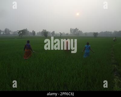 Naogaon, Bangladesch. 17. März 2023. Einheimische Bauerninnen auf Santal arbeiten während des Sonnenuntergangs auf einem Reisfeld am Stadtrand des Kornai-Dorfes im Bezirk Naogaon. (Kreditbild: © MD Mehedi Hasan/ZUMA Press Wire) NUR ZUR REDAKTIONELLEN VERWENDUNG! Nicht für den kommerziellen GEBRAUCH! Stockfoto