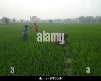 Naogaon, Bangladesch. 17. März 2023. Einheimische Bauerninnen auf Santal arbeiten während des Sonnenuntergangs auf einem Reisfeld am Stadtrand des Kornai-Dorfes im Bezirk Naogaon. (Kreditbild: © MD Mehedi Hasan/ZUMA Press Wire) NUR ZUR REDAKTIONELLEN VERWENDUNG! Nicht für den kommerziellen GEBRAUCH! Stockfoto