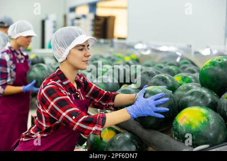 Fröhliche Frau, die Wassermelonen in der Fabrik sortiert Stockfoto