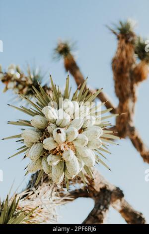 Joshua Tree in Spring with Seed Pods, Joshua Tree National Park in Southern California, März 2020 Stockfoto