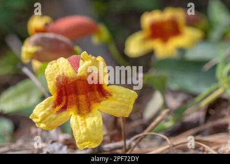 Crossvine hat leuchtend gelbe und rote Blumen und erscheint im Frühling in Texas. Stockfoto