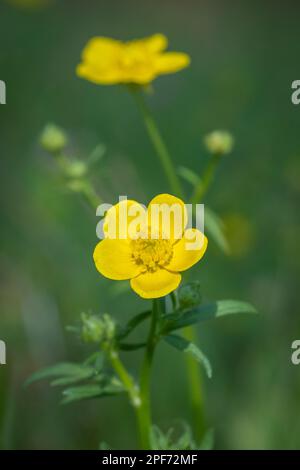 Wiesen-Butterblume wächst im Gras auf offenen und sonnigen Feldern. Stockfoto