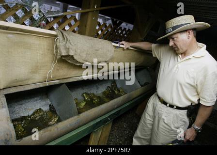California Department of Fish and Game, Associate Fisheries biologist Stafford Lehr looks at holding pens for jumping frogs during the kids competition of the 75th Annual Jumping Frog Jubilee at the 2003 Calaveras County Fair in Angels Camp, Calif., Thursday, May 15, 2003. He and Fish and Game official Ed Pert toured the 75th annual contest this week, seeking ways to minimize the potential spread of disease and avoid seeding the aggressive nonnative bullfrogs into the few remaining locations where native red-legged and yellow-legged frogs survive. (AP Photo/Dino Vournas)