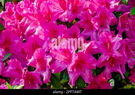 Südindische Azaleen (Rhododendron indicum) blühen in der Innenstadt von Mobile, 8. März 2023, in Mobile, Alabama. Mobile ist als Azalea City bekannt. Stockfoto