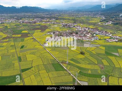 HANZHONG, CHINA - 16. MÄRZ 2023 - Luftfoto zeigt blühende Rapsblumen im Dorf Yueling, in der Stadt Xinji, im Viertel Nanzheng, in der Stadt Hanzhong, Nort Stockfoto