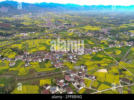 HANZHONG, CHINA - 16. MÄRZ 2023 - Luftfoto zeigt blühende Rapsblumen im Dorf Yueling, in der Stadt Xinji, im Viertel Nanzheng, in der Stadt Hanzhong, Nort Stockfoto