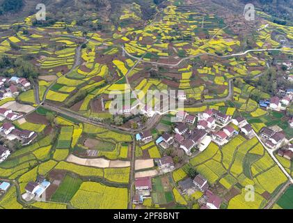 HANZHONG, CHINA - 16. MÄRZ 2023 - Luftfoto zeigt blühende Rapsblumen im Dorf Yueling, in der Stadt Xinji, im Viertel Nanzheng, in der Stadt Hanzhong, Nort Stockfoto