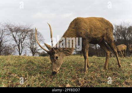 Im Wollaton Park leben zwei Hirschherden: Rotwild und Damwild, Großbritannien. Hochwertiges Foto Stockfoto