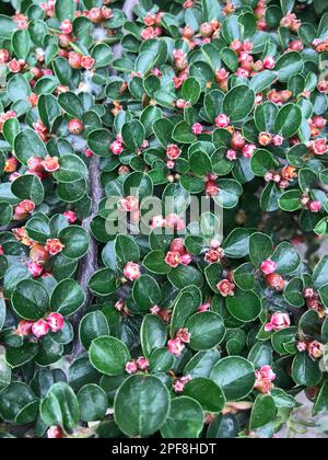 Cotoneaster horizontalis (Türkisch: DAG musmulasi) in der Natur. Stockfoto