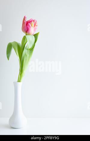 Frische pinkfarbene Tulpen in weißen Stielvasen auf weißem Hintergrund mit Kopierbereich Stockfoto
