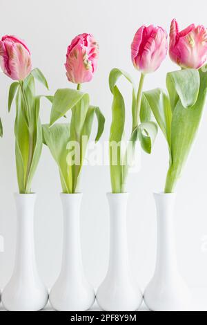 Frische pinkfarbene Tulpen in weißen Stielvasen auf weißem Hintergrund mit Kopierbereich Stockfoto