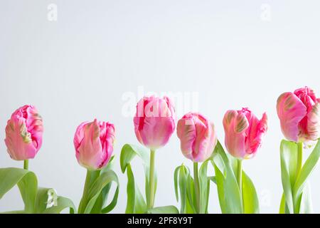 Frische pinkfarbene Tulpen in weißen Stielvasen auf weißem Hintergrund mit Kopierbereich Stockfoto