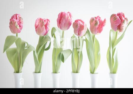 Frische pinkfarbene Tulpen in weißen Stielvasen auf weißem Hintergrund mit Kopierbereich Stockfoto