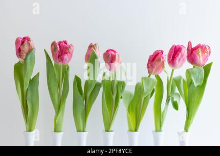 Frische pinkfarbene Tulpen in weißen Stielvasen auf weißem Hintergrund mit Kopierbereich Stockfoto