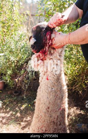 Die Hände einer unbekannten Person, die nach dem Schlachten einen Kopf mit der Haut eines Lammes hält und ihn schlachtet. Stockfoto