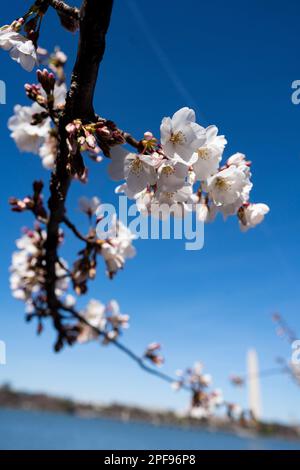 Washington, USA. 16. März 2023. Das Foto wurde am 16. März 2023 aufgenommen und zeigt Kirschblüten im Tidal Basin in Washington, DC, USA. Kredit: Liu Jie/Xinhua/Alamy Live News Stockfoto