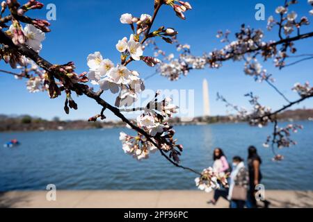 Washington, USA. 16. März 2023. Am 16. März 2023 laufen die Menschen am Tidal Basin in Washington, DC, USA vorbei. Kredit: Liu Jie/Xinhua/Alamy Live News Stockfoto