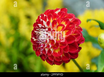 Nahaufnahme der leuchtend roten Dahlia „Arabian Night“ Stockfoto