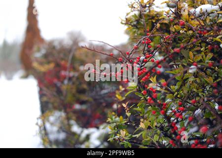 Schneeflächen auf einem Busch im Winter Stockfoto