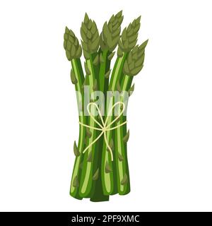 Spargel. Vektordarstellung auf weißem Hintergrund. Stock Vektor