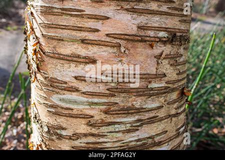 Details der Rinde von wilden Kirschbäumen in einem Quellwald oder Park. Sakurarindenstruktur. Nahaufnahme der Rindenoberfläche eines Kirschbaums. Niemand, Selekti Stockfoto