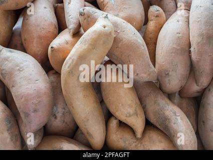 Süßkartoffeln für den Markt. Süße Bio-Kartoffeln Im Hintergrund. Niemand, selektiver Fokus Stockfoto