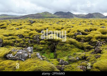 Mit Moos bedeckte Landschaft. Südinsland. Stockfoto