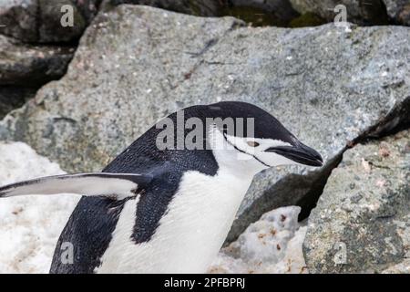 Porträtaufnahme des Chinstrap Penguin (Pygoscelis antarcticus) beim Spaziergang über Felsen und Schnee. Flippers verteilt. Auf Der Antarktischen Halbinsel. Stockfoto