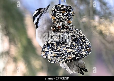 Ein wilder Hairy Woodpecker „Picoides pubescens“, hoch oben auf einer Samen- und Zuckerfütterung im ländlichen Alberta, Kanada, Stockfoto