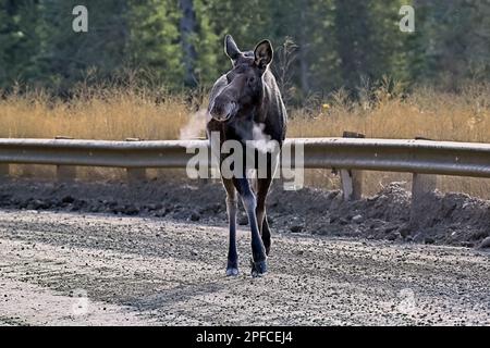 Ein weiblicher Elch „Alces alces“, der über eine unbefestigte Straße im ländlichen Alberta, Kanada, läuft Stockfoto