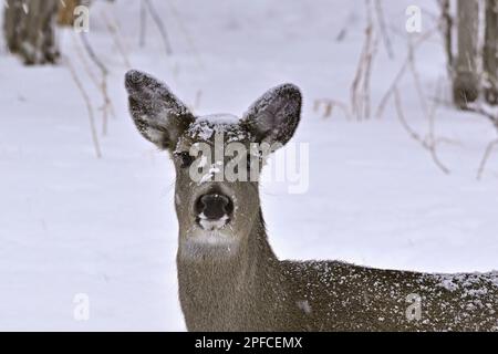 Ein Porträt eines weiblichen Weißwedelhirsches „Odocoileus virginianus“, der im frischen Schnee in ihrem Waldlebensraum im ländlichen Alberta, Kanada, steht. Stockfoto