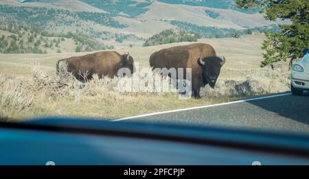 Zwei Bisons, die über die Autobahn laufen und den Verkehr stoppen. Im Auto aufgenommenes Bild. Yellowstone-Nationalpark. Vereinigte Staaten. Stockfoto