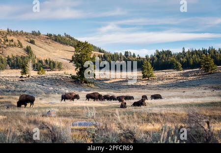 Im Herbst weiden im Yellowstone-Nationalpark Bisons. Die untergehende Sonne wirft lange Schatten auf die Landschaft. Vereinigte Staaten. Stockfoto