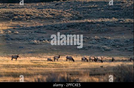 Maultierhirsche, die auf sanften Hügeln grasen. Yellowstone-Nationalpark bei goldenem Sonnenuntergang. Vereinigte Staaten. Stockfoto